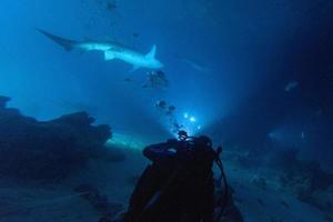 diving in shark infested water at night on alimatha maldives site photo