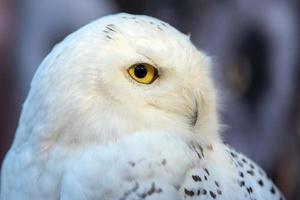 Snow white owl close up detail photo