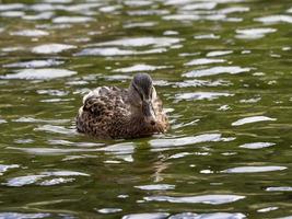 wild duck in the lake photo