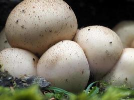 hongo lycoperdon pyriforme en el bosque foto