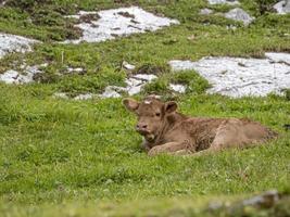 Vaca bebé recién nacida relajándose en dolomitas foto