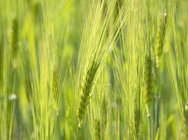 campo de trigo verde en primavera foto