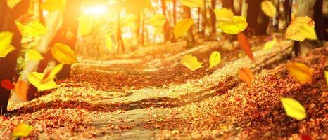 Colorful bright leaves falling in autumnal park. photo