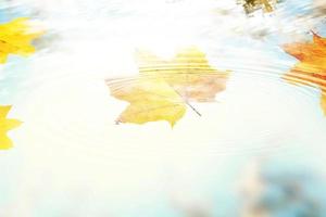 Colorful bright leaves falling in autumnal park. photo