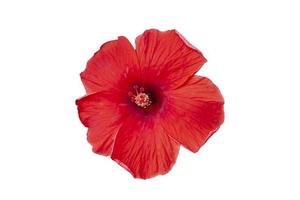 Red hibiscus flower, chinese rose or thailand call chaba isolated on white background included clipping path. photo