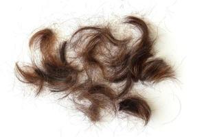 corte el cabello castaño seco y las puntas abiertas en la peluquería aislada en el fondo blanco. foto