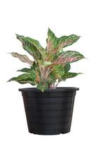 Aglaonema sp. Kwakmahamongkon or Chinese Evergreen growing in black plastic pot isolated on white background included clipping path. photo