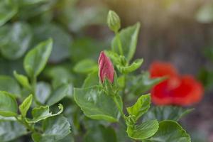 Red hibiscus flower, chinese rose or chaba flower bud on blur nature background. photo