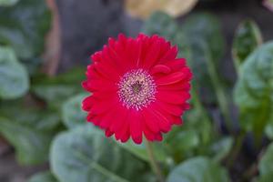 vista superior de la hermosa flor de gerbera roja en el jardín sobre fondo de naturaleza borrosa. foto