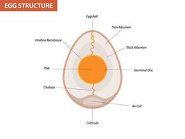 Anatomía del embrión de huevo, sección. pájaro, estructura de huevo de gallina vector