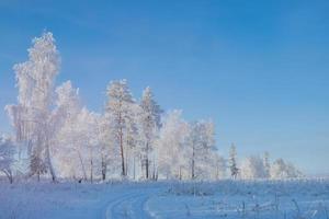 paisaje soleado de invierno con árboles helados y un cielo despejado. foto