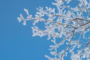 Branches covered with hoarfrost against the blue sky. photo