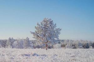 Winter landscape with a young small coniferous tree in the middle of a field. photo