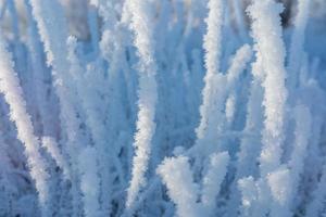 Grass covered with frost background. photo