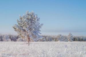 paisaje invernal con un pino joven cubierto de nieve. foto