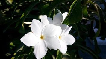 Closeup white Cherokee Rose flower rosa laevigata with pollen photo