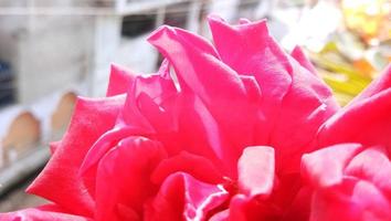 Colorful, beautiful, delicate rose in the garden photo