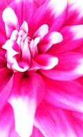 Pink Rose Background photo