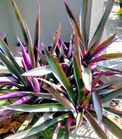 moses-in-the-cradle, tradescantia spathacea planta en el patio trasero foto