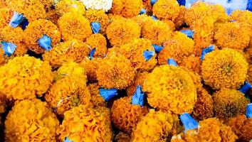 Bunch of marigold flowers top view photo