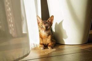 An abyssinian curious cat lying on the floor next to the window looking at the camera photo