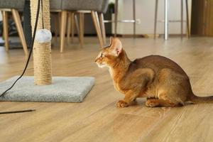 An abyssinian cat sitting on the floor looking at scratching post photo