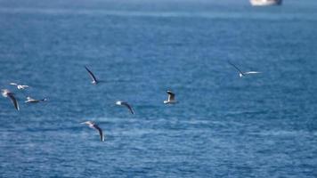 flock av seagulls flygande över havet. video