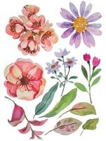 watercolor flower elements clipart vector