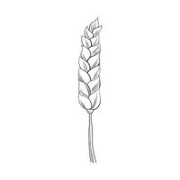 Ear of wheat in hand drawn style isolated on white background for poster, label or bakery shop menu, food sketch for packaging design vector