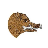 Wild Boar Razorback Bone In Mouth Drawing vector