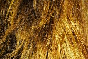 Blond Hair Texture photo