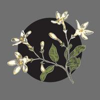 jasmine flower on black round border hand drawn vector illustration