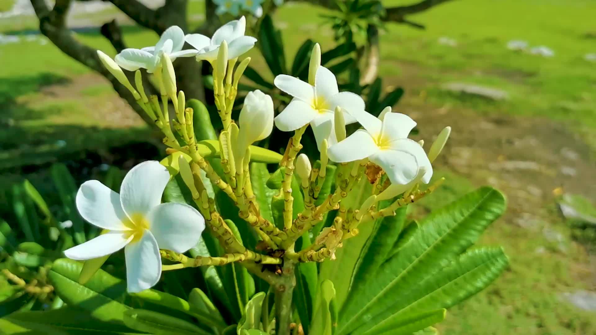 arbusto de plumeria con flores blancas y amarillas en méxico. 11958539  Vídeo de stock en Vecteezy