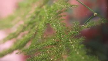 fondo de planta verde que sopla en el viento en el jardín. video