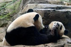 giant panda newborn baby portrait close up photo