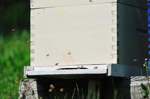 bee home at meadow photo