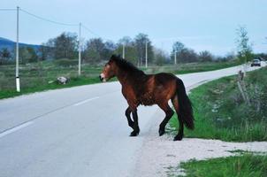 Horses in field photo