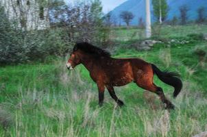 vista de la naturaleza del caballo foto