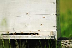 bee home at meadow photo