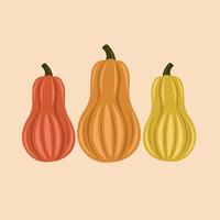 Squash pumpkins vector illustration for graphic design and decorative element