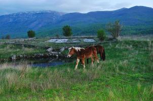 Horses in field photo