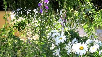 fleurs de marguerite et feuilles d'arbres au bord du ruisseau video