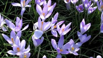 crocus, belles fleurs violettes au début du printemps video