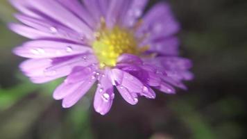 herfst kleurrijk bloemen de liggen video