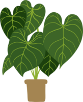 enkelhet philodendron gloriosum krukväxt enkelhet frihandsteckning platt design. png