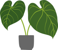 simplicidade philodendron gloriosum planta de casa simplicidade desenho à mão livre design plano. png