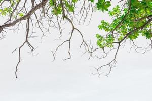 Green leave on white background photo