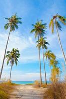 palmera en la playa tropical, con una hermosa vista al mar sobre el fondo de la naturaleza del cielo azul foto