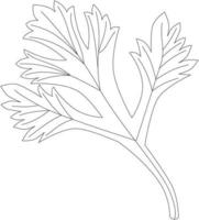 Petroselinum crispum parsley leaf vector icon black and white