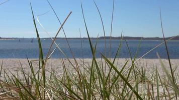 Blick durch Gras am Sandstrand der Ostsee auf das Wasser an einem sonnigen Tag. video